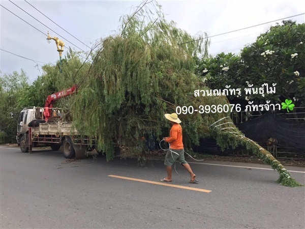 หลิวลู่ลม | ณภัทร  พันธุ์ไม้ - องครักษ์ นครนายก