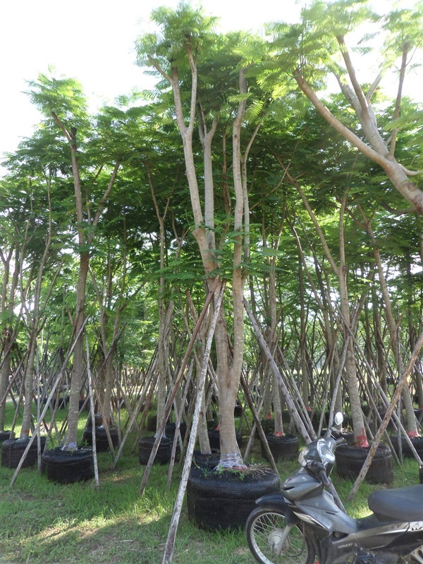 ขายต้นหางนกยูงฝรั่ง 9-10 นิ้ว  | อมรรัตน์ การ์เด้น - แก่งคอย สระบุรี