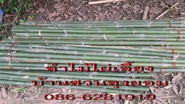 ลำไม้ไผ่ (ไผ่เลี้ยง) | บ้านสวนลุงผอม - ประจันตคาม ปราจีนบุรี