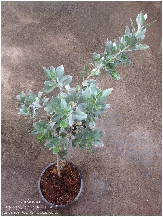 Silver Buttonwood