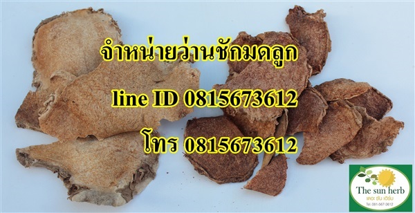 ว่านชักมดลูก | Thaiherb.supply - บางนา กรุงเทพมหานคร