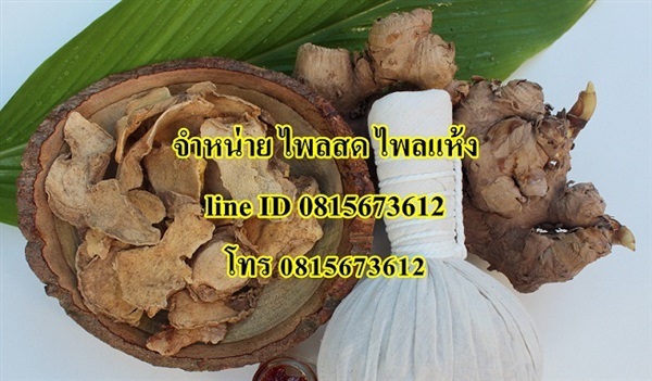 ไพล ไพลเหลือง ไพลสด ไพลแห้ง สมุนไพร สมุนไพรไทย | Thaiherb.supply - บางนา กรุงเทพมหานคร