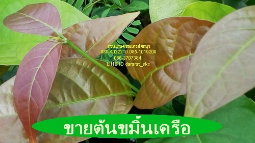 ขายต้นขมิ้นเครือ | สวนเกษตรอินทรีย์ - พนัสนิคม ชลบุรี