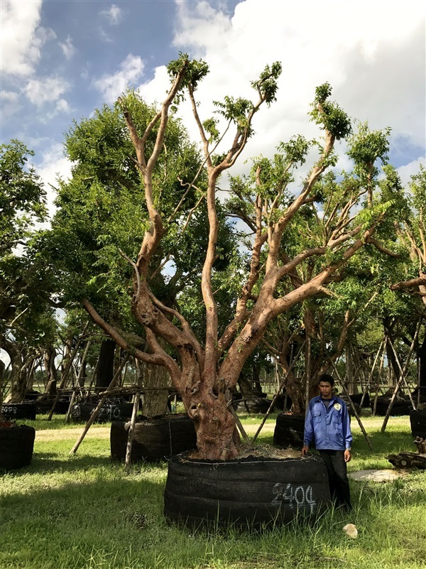 ต้นเสม็ดแดง(สินค้ามาใหม่)