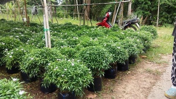 จำหน่ายต้นพุดศุภโชค ราคาถูก พุ่มหนา 35 ซม.ขึ้นไป จากสวนที่ปร | สวนวงกต - เมืองปราจีนบุรี ปราจีนบุรี