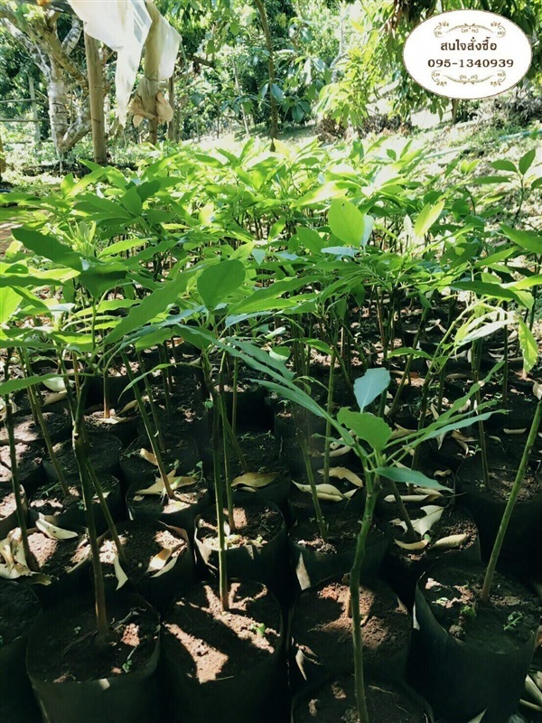 ต้นกล้าอะโวคาโด้ พันธุ์แท้ | Tanada Garden - เมืองเชียงใหม่ เชียงใหม่