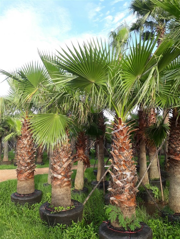 เป็ตติโค้ท(Washingtonia) | นเรศสวนปาล์ม - เดิมบางนางบวช สุพรรณบุรี