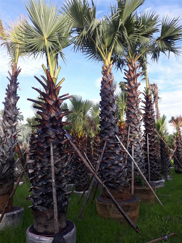 ตาลโตนด(Toddy Palm) | นเรศสวนปาล์ม - เดิมบางนางบวช สุพรรณบุรี