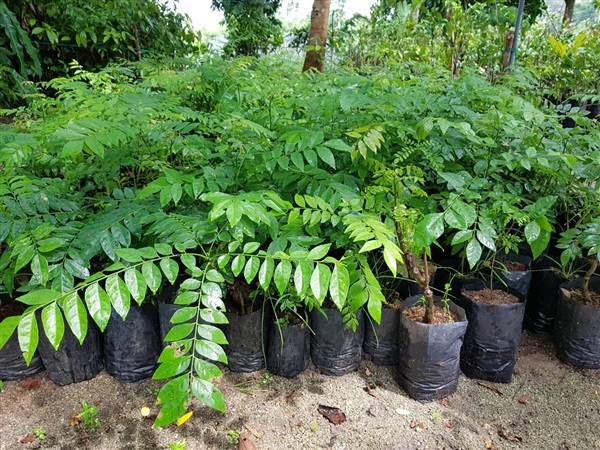 ต้นสมุย หมุย หรือใบแกง (Curry Leaf Tree)  ผักพื้นบ้านภาคใต้