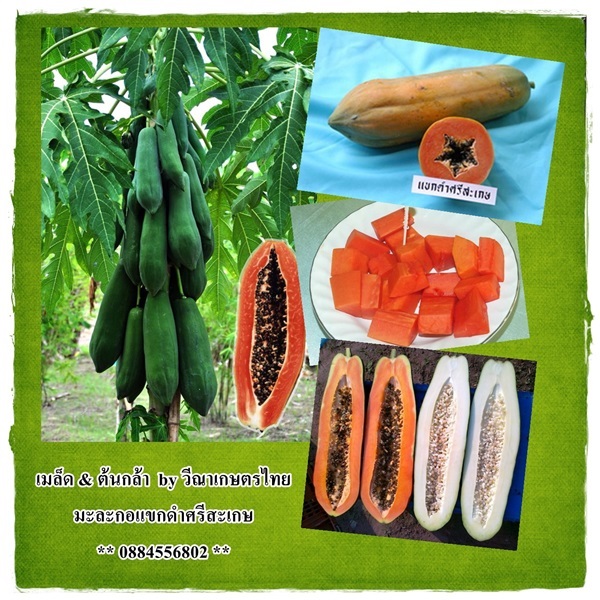 มะละกอแขกดำศรีสะเกษ | วีณาเกษตรไทย - ธัญบุรี ปทุมธานี