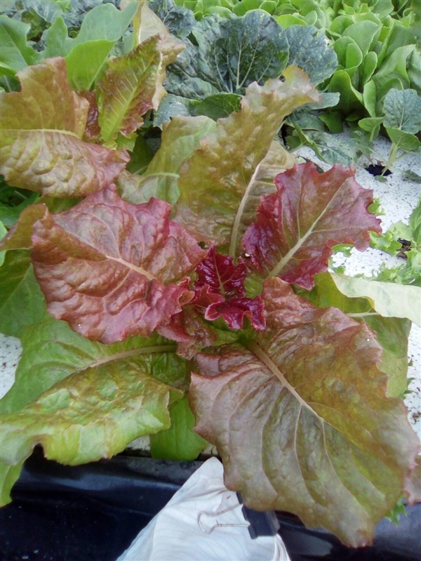 เมล็ดสลัด เรดปัตตาเวีย (Red Batavia Lettuce) | สวนป้าอ้อยพืชผักและสมุนไพรพื้นบ้าน - พาน เชียงราย