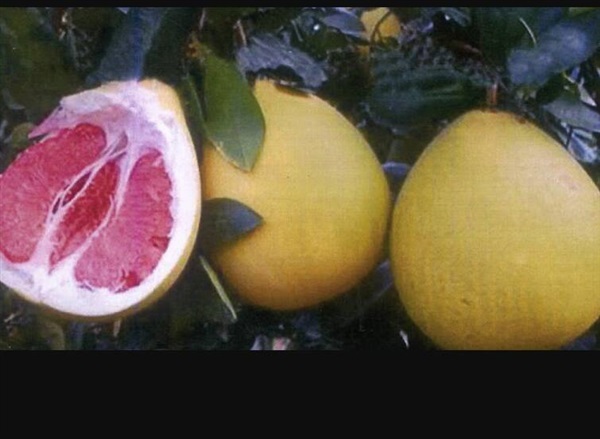 ส้มโอเปลืองเหลืองเนื้อแดง(ออสเตรเลีย) | กล้าตะวันพันธุ์ไม้ - ห้วยกระเจา กาญจนบุรี