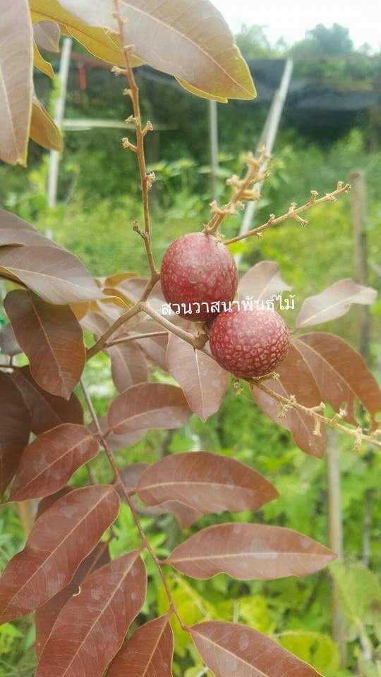 ลำไยแดง | สวนมะนาววาสนาพันธุ์ไม้ - ทับคล้อ พิจิตร