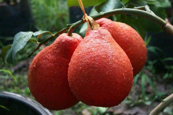 ส้มโอแดงเวียดนาม(หัวจุก) | สวนมะนาววาสนาพันธุ์ไม้ - ทับคล้อ พิจิตร