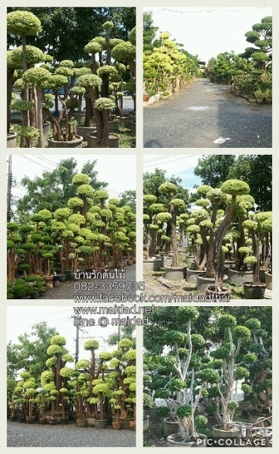 ต้นโมก | บ้านรักต้นไม้ - วัฒนา กรุงเทพมหานคร