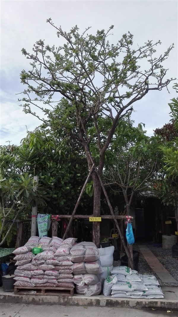 ต้นหมากเม่าฟรอมสวยๆจ้า | บ้านสวน ชัยวิเศษ -  นนทบุรี