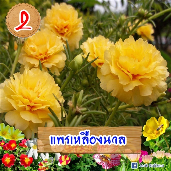 แพรเหลืองนวล