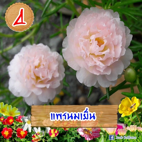 แพรนมเย็น | kajeabsbb - อู่ทอง สุพรรณบุรี