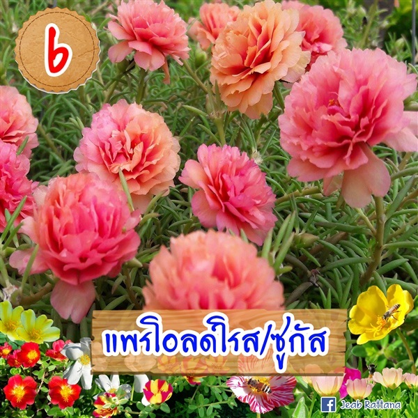 แพรโอลด์โรส หรือ ซูกัส | kajeabsbb - อู่ทอง สุพรรณบุรี