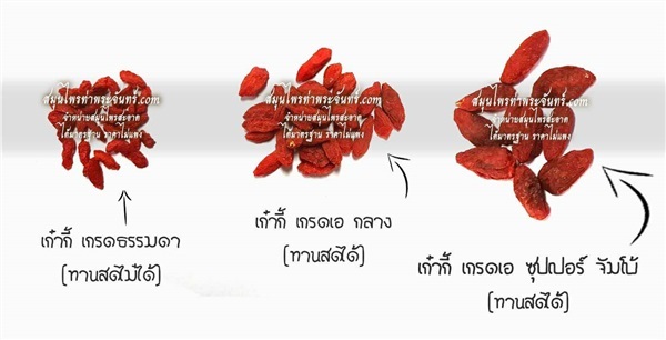  เก๋ากี้ Gojiberry | สมุนไพรท่าพระจันทร์ -  กรุงเทพมหานคร