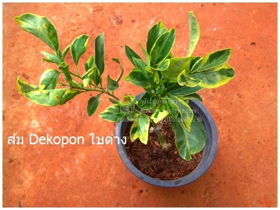 ต้นส้ม Dekopon ใบด่าง | พันธุ์ดาหลา - เมืองเชียงใหม่ เชียงใหม่