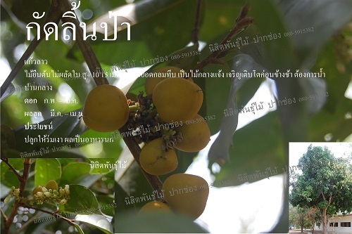 กัดลิ้นป่า | นิสิตพันธุ์ไม้ - ปากช่อง นครราชสีมา