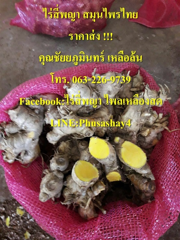 ไพลเหลืองสด | ไร่สี่พญาสมุนไพรไทย - เมืองราชบุรี ราชบุรี