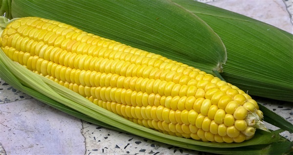ข้าวโพดหวาน sweet corn | เมล็ดพันธุ์ดี เกษตรวิถีไทย - เมืองระยอง ระยอง