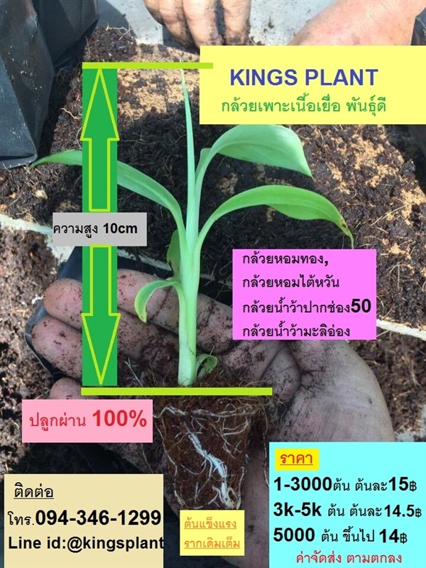 กล้วยเพาะเลี้ยงเนื้อเยื่อ พร้อมปลูกถุงดำ | กล้วยเพาะเนื้อเยื่อ พันธุ์ดีลูกดก - บรรพตพิสัย นครสวรรค์