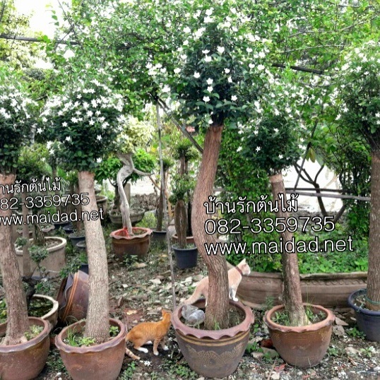 ต้นพุดพิชญา | บ้านรักต้นไม้ - วัฒนา กรุงเทพมหานคร