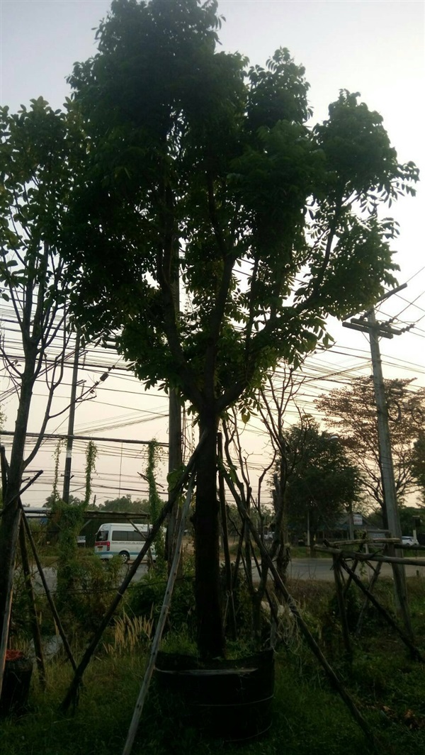 ต้นมะฮอกกานี | พี่ไอซ์น้องไนท์พันธุ์ไม้ -  ปราจีนบุรี