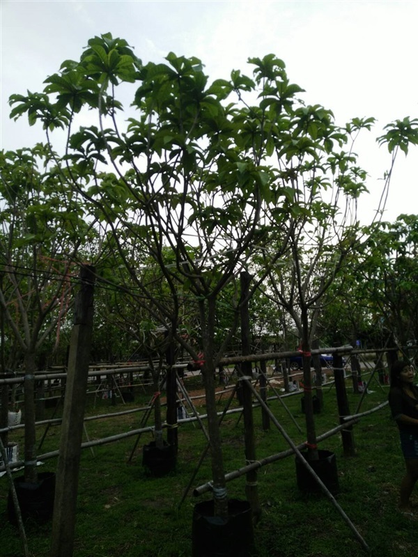 ต้นจิกมุจริน | พี่ไอซ์น้องไนท์พันธุ์ไม้ -  ปราจีนบุรี