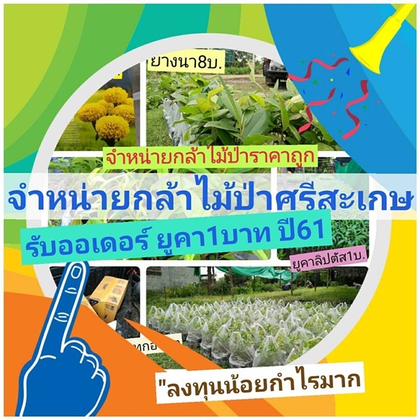 กล้ายูคาลิปตัส 1บาท | Seedling.Sale - พยุห์ ศรีสะเกษ