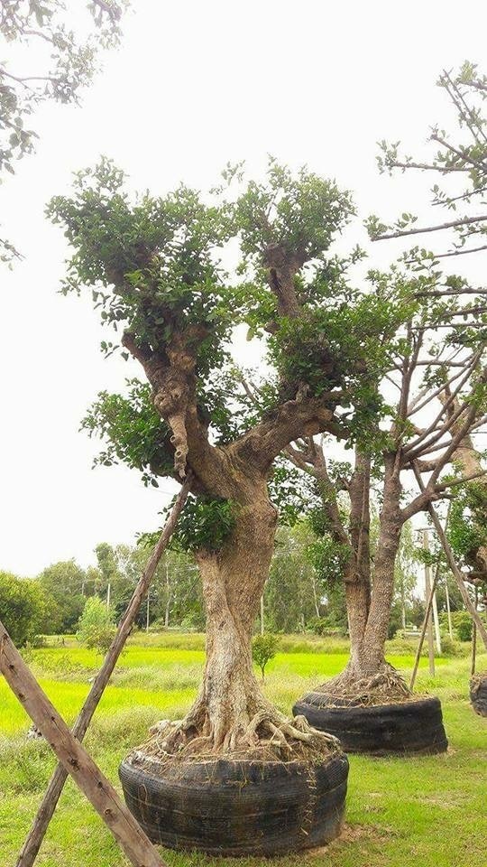 ต้นมั่งมี | Bell Bell garden - บางใหญ่ นนทบุรี