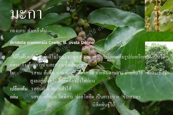 มะกา | นิสิตพันธุ์ไม้ - ปากช่อง นครราชสีมา