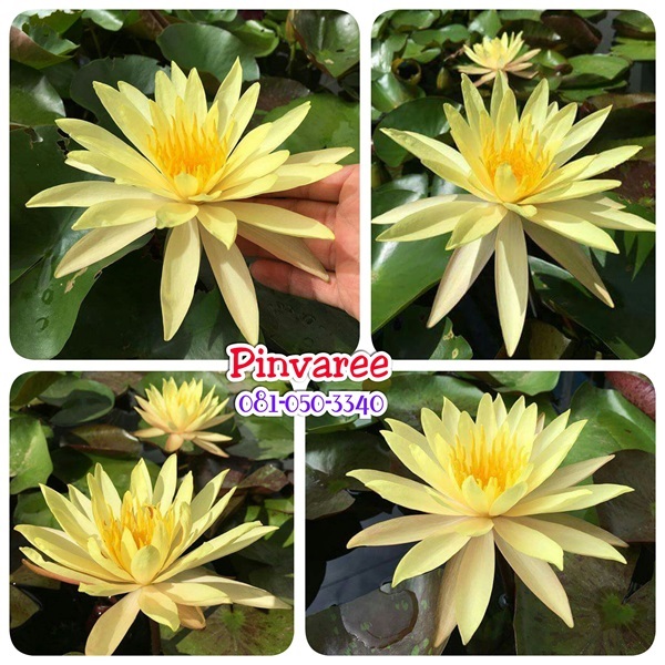 บัวฝรั่ง: ปิ่นวารี