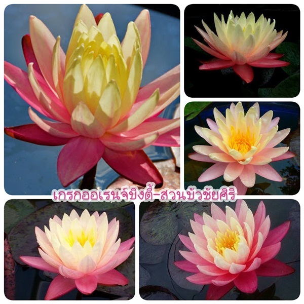 บัวฝรั่ง: เกรก ออเรนจ์ บิวตี้