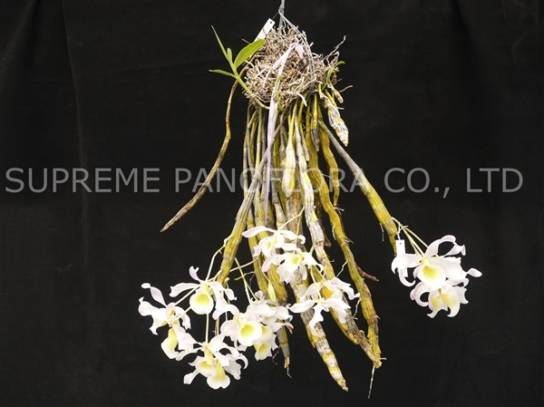 เอื้องคำกิ่ว (Dendrobium signatum) | สุพรีมแพนโนฟลอร่า - บางพลัด กรุงเทพมหานคร