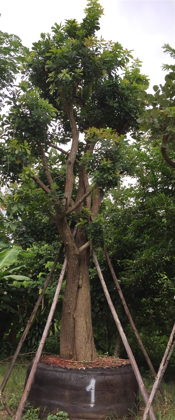 จิกน้ำ | สวนทวี - เมืองปราจีนบุรี ปราจีนบุรี