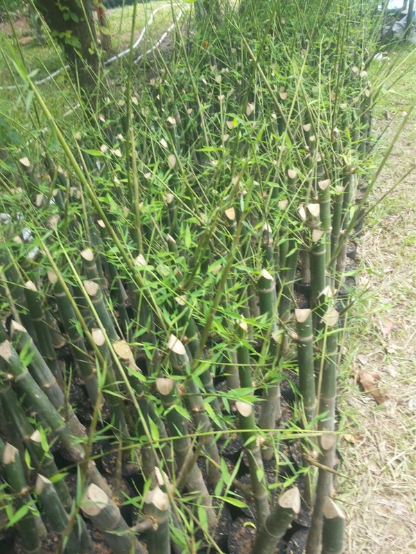 ไผ่เลี้ยง บริการส่ง เก็บเงินปลายทาง | สวนพันธุ์ไม้ ป๊อบ - องครักษ์ นครนายก