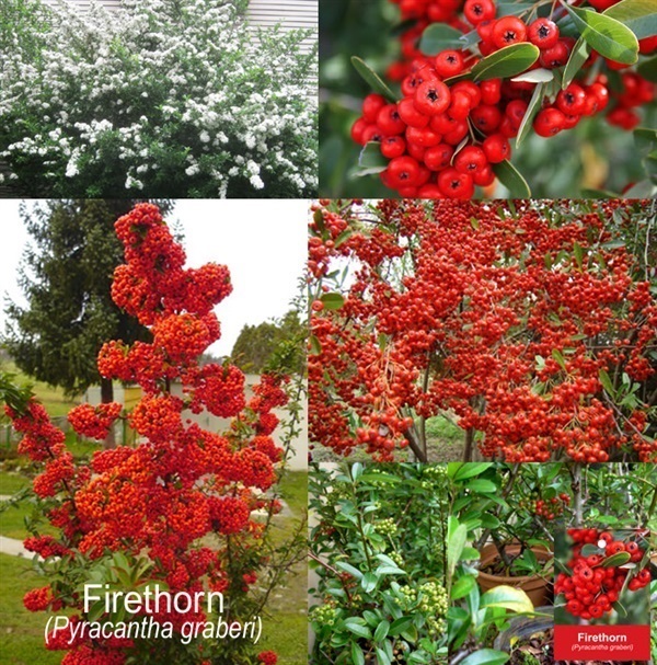 โปรลดราคาพิเศษลดสุดๆ Firethorn (Pyracantha graberi) | สวนมิตร - เมืองเชียงใหม่ เชียงใหม่