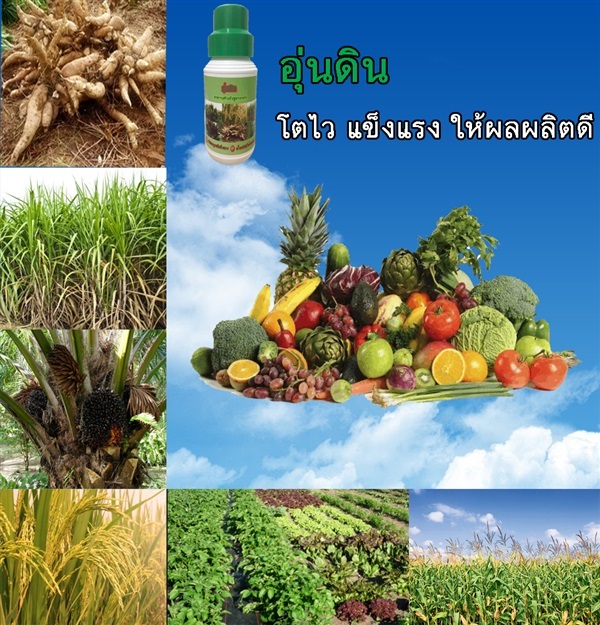 อุ่นดิน | บ้านปุ๋ยอินทรีย์ - ดินแดง กรุงเทพมหานคร