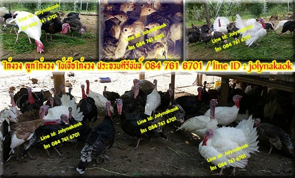 จำหน่ายไก่งวง ลูกไก่งวง ไข่เชื้อไก่งวง จังหวัดประจวบฯ | TURKEY - เมืองประจวบคีรีขันธ์ ประจวบคีรีขันธ์