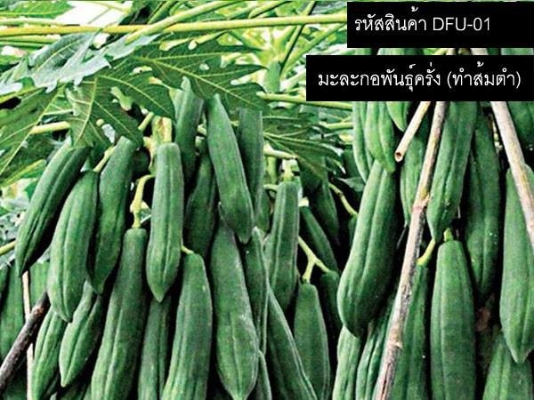 เมล็ดพันธุ์มะละกอครั่ง (จำหน่ายเมล็ดพันธุ์มะละกอครั่ง) | thailandseedshop - เมืองสมุทรปราการ สมุทรปราการ