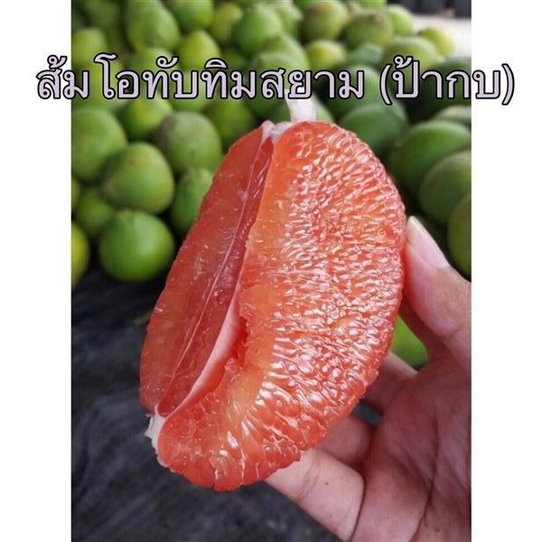 ผลส้มโอทับทิมสยาม