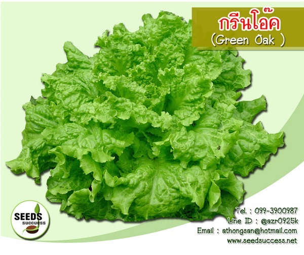 กรีนโอ๊ค (Green Oak Blacck seed Simpson)