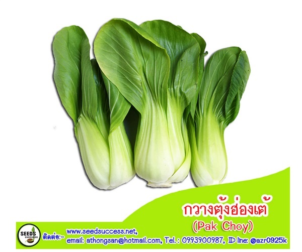 กวางตุ้งฮ่องเต้ (Pak Choy)