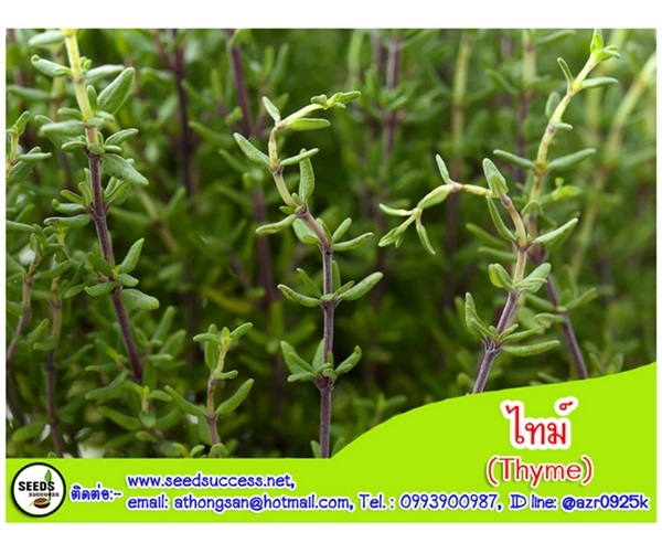 ไทม์ (Thyme) / 200 เมล็ด | seedsuccess (ซีดซักเซส) - เขื่องใน อุบลราชธานี