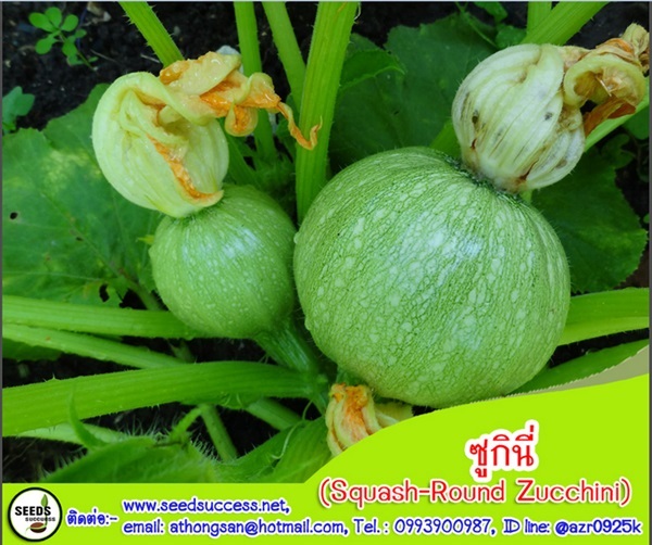 ซูกินีกลม (Squash Round Zucchini) | seedsuccess (ซีดซักเซส) - เขื่องใน อุบลราชธานี