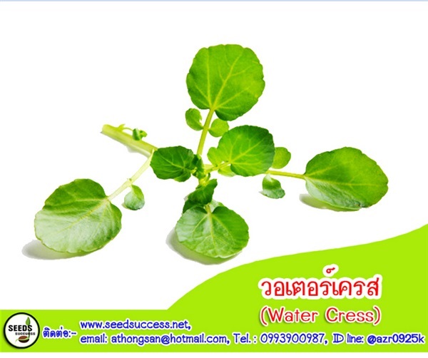 วอเตอร์เครส (Watercress) / 200  เมล็ด | seedsuccess (ซีดซักเซส) - เขื่องใน อุบลราชธานี